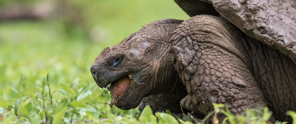 Galapagos giant tortoise feeding