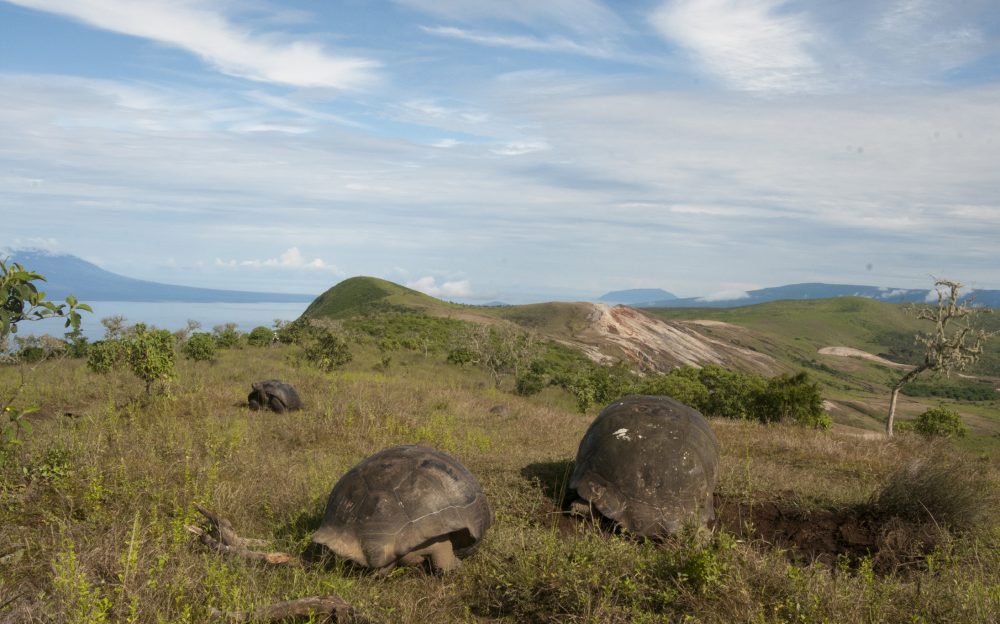 Three Galapagos giant tortoises on southern flank of Alcedo volcano