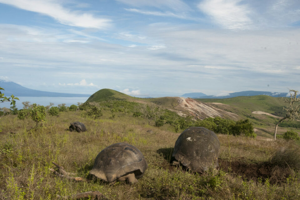 Galapagos giant tortoises on the southern flank of Alcedo volcano