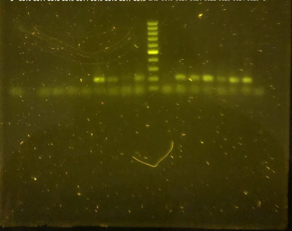 Agarose gel showing bands compatible with positive results of adenovirus from Galapagos tortoises at the Charles Darwin Research Station Fisher Laboratory. Photo © Gislayne Mendoza Alcivar, CDF