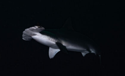 Hammerhead shark upclose