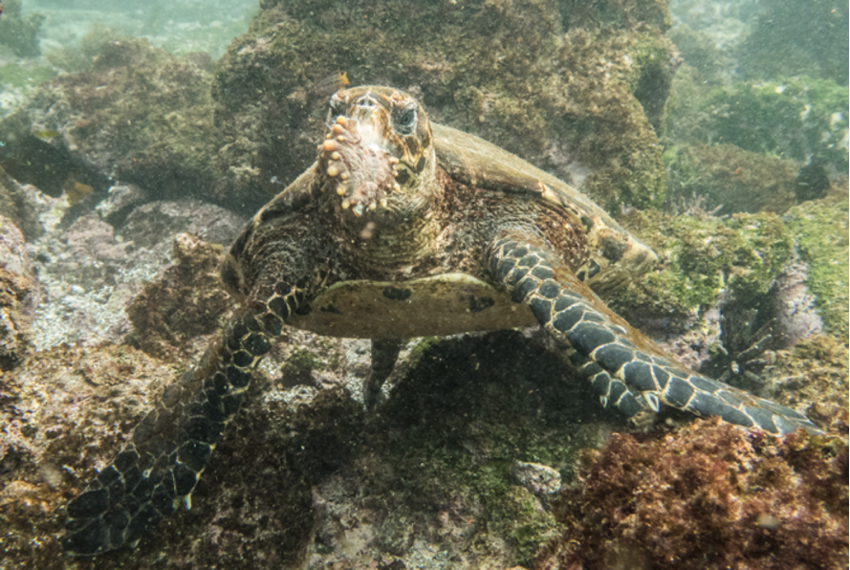 Hawksbill turtle eating a brown sea cucumber underwater