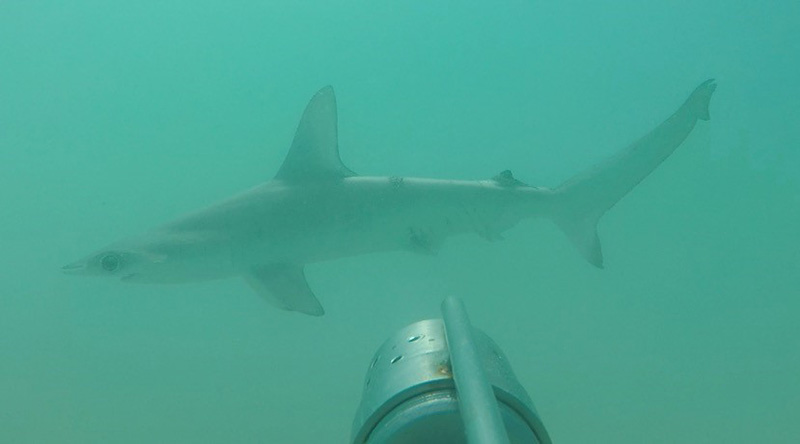Remote camera image of a juvenile shark
