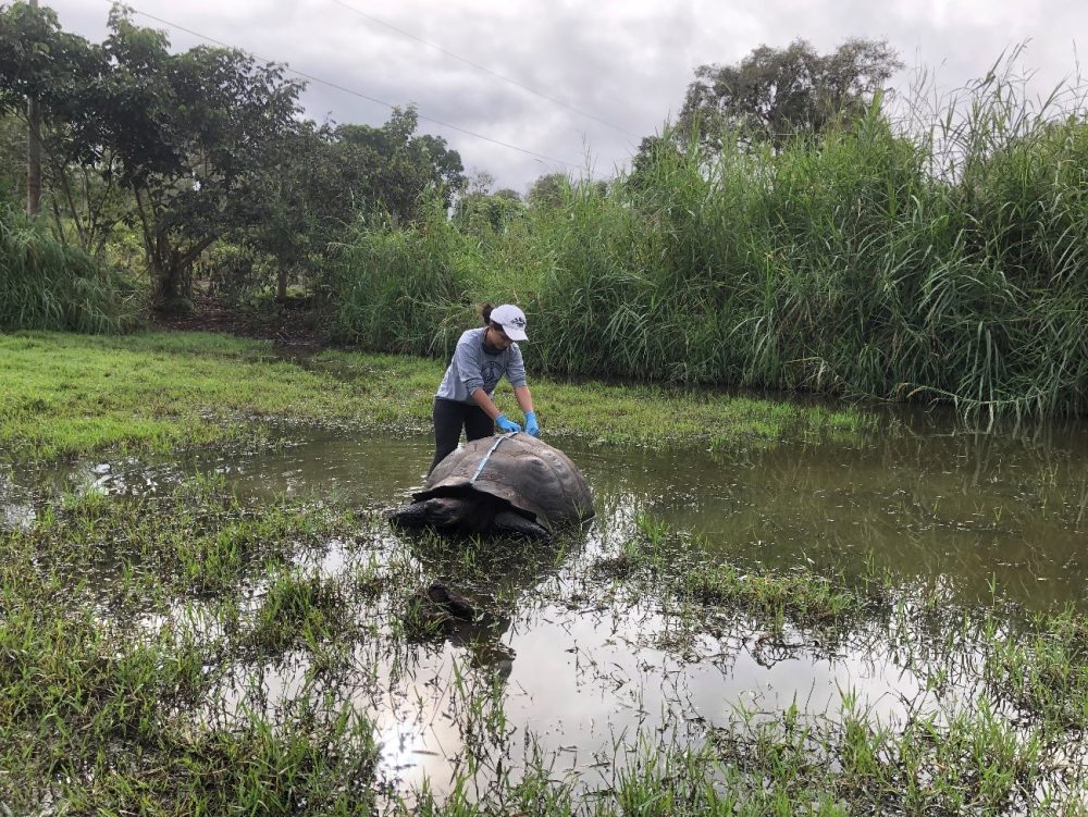 Gislayne Mendoza taking morphometric measurements of a giant tortoise. Photo © Karina Ramón, CDF.
