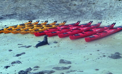 Kayaks and sea lion in Galapagos