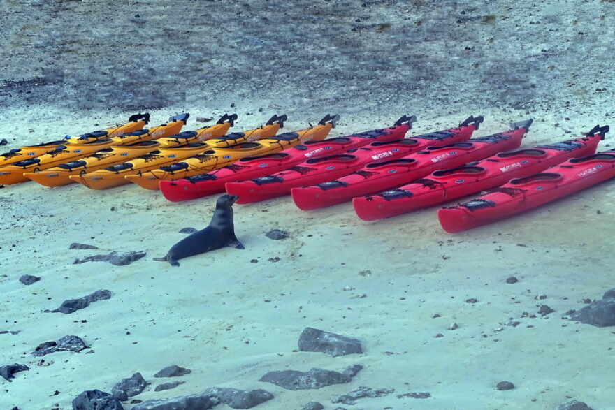 Kayaks and sea lion in Galapagos