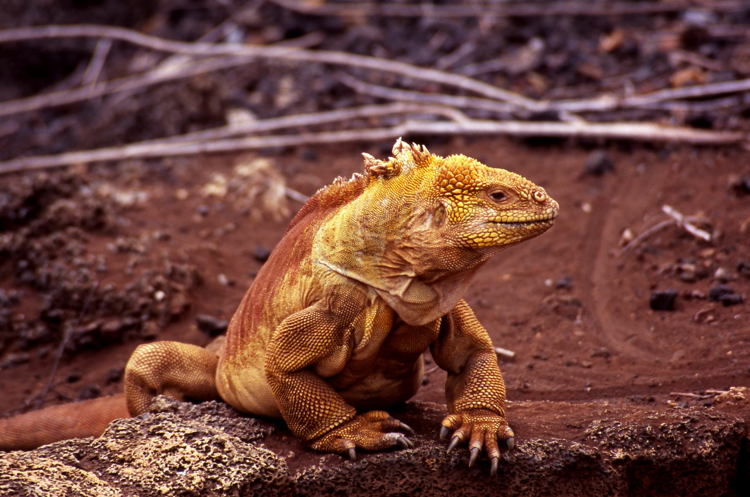 Land iguana © Philip Cope