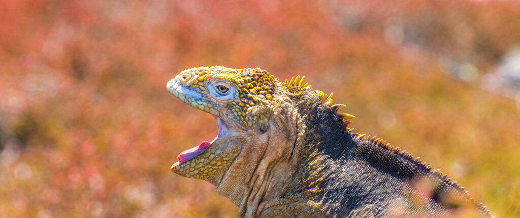 Galapagos land iguana yawning