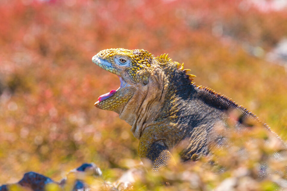 Galapagos land iguana yawning
