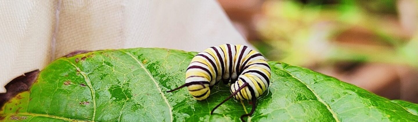 Lepidoptera larva from the Monarch butterfly in Galapagos