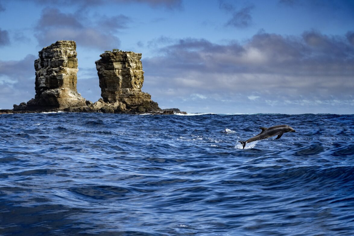 Dolphin leaping from the water in front of Darwin's Arch, Galapagos