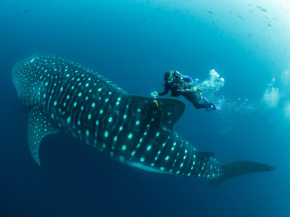 Man in the Archipelago 2nd place - Whale shark scientist by © Simon Pierce