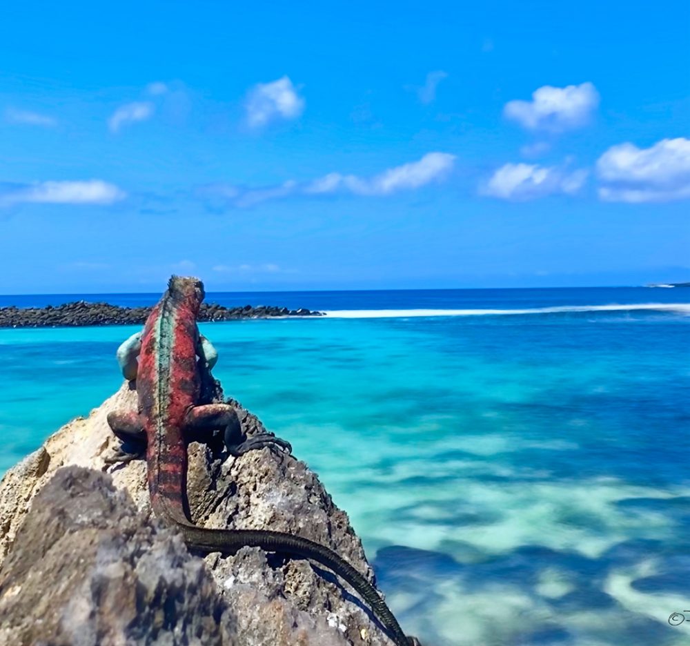 A marine iguana sat on a rock (male in the breeding season) looking out to see on San Cristobal 