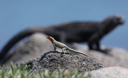 Oversized confidence - Lava Lizard