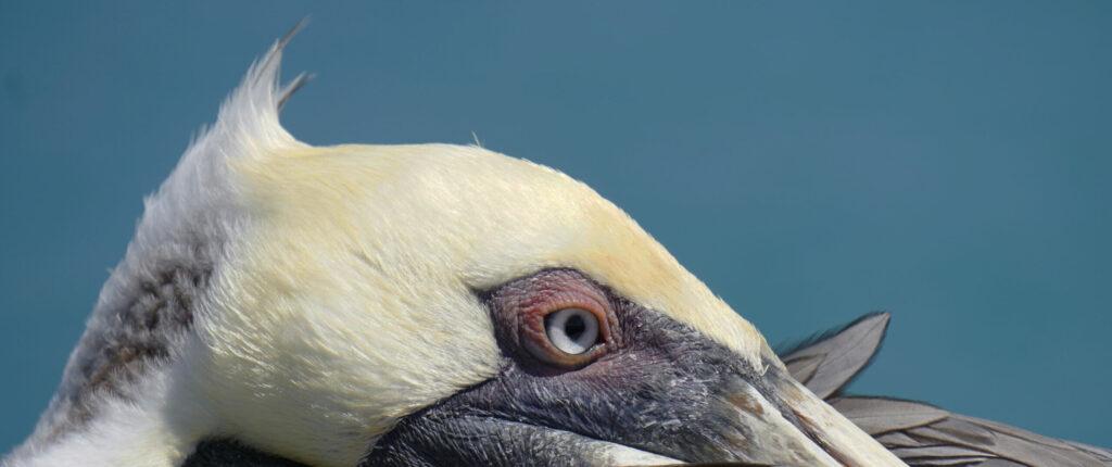 Pelican in Galapagos