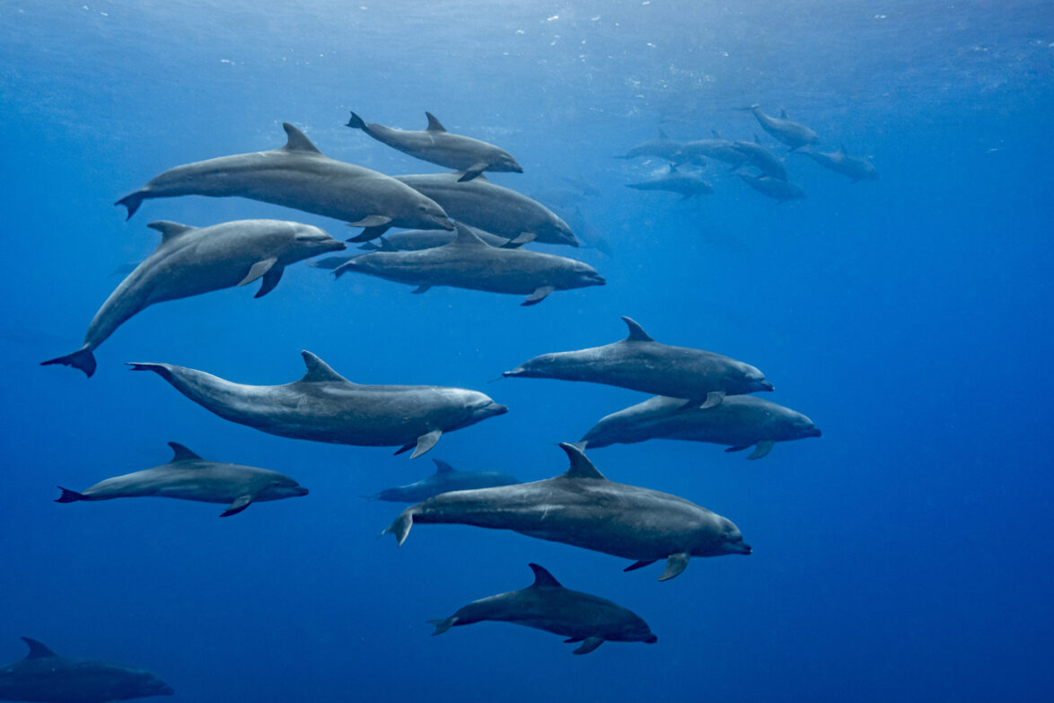 Pod of dolphins in Galapagos