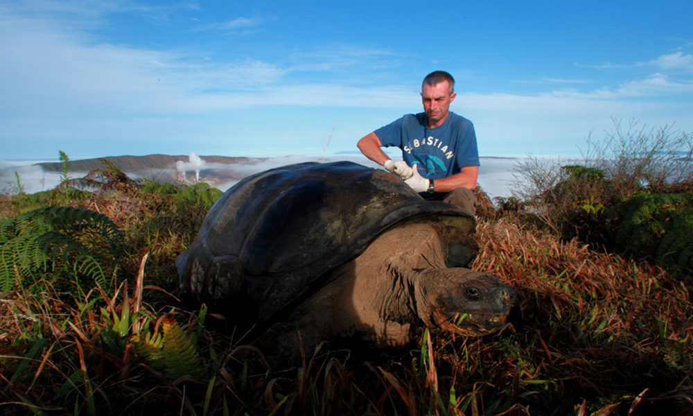 Tagging a Giant Tortoise © Christian Ziegler