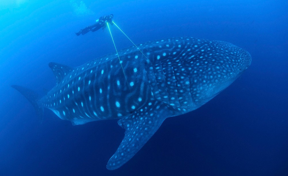 A diver measuring the size of a whale shark © Jonathan Green