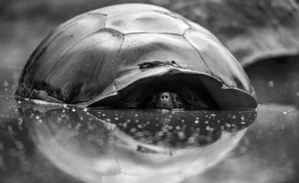 Galapagos giant tortoise and reflection