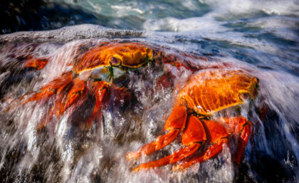 Fire and Water (Sally-Lightfoot Crabs)