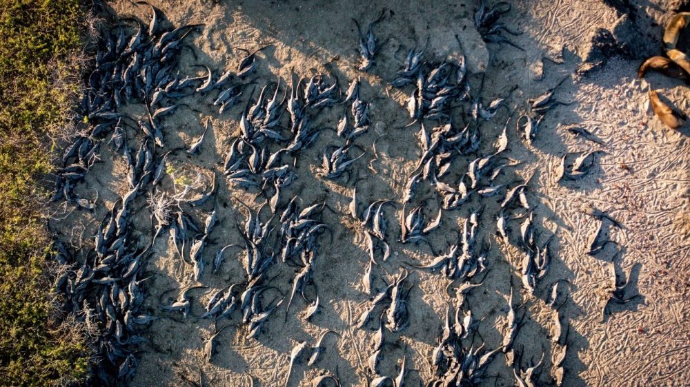 A drone image of a large group of marine iguanas basking on a sand bar.  This drone footage gives us a 'birds eye view', where we are looking down at the iguana's from high up.   