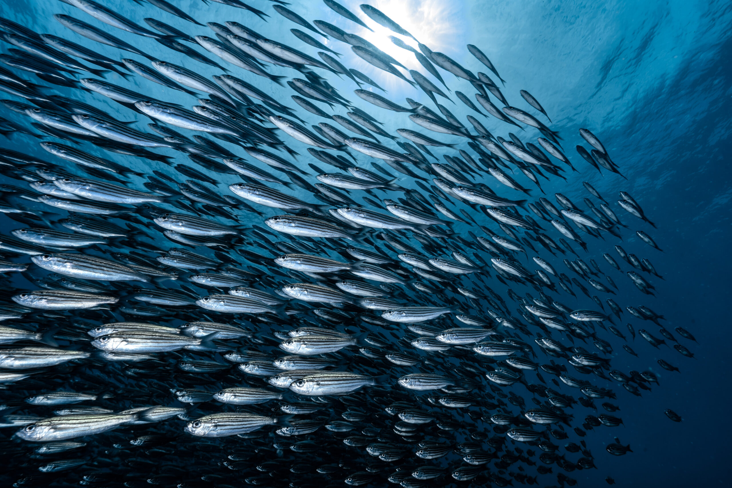 Black-striped salema fish © Jason Lim