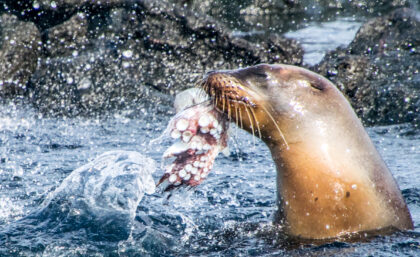 Galapagos sea lion catching an octopus