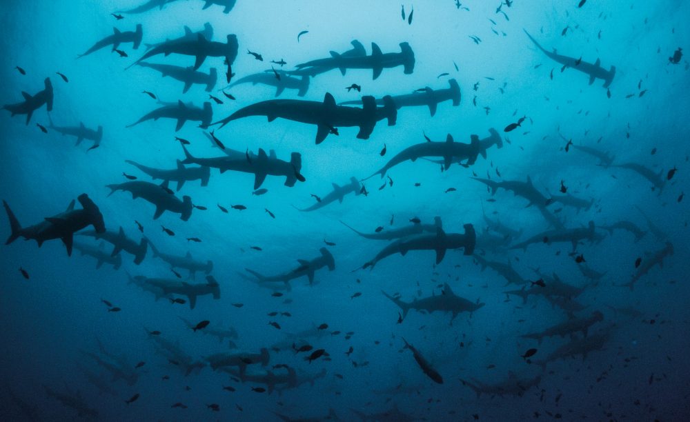 Scalloped hammerhead sharks © Simon Pierce