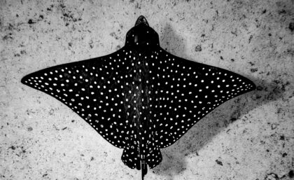 Spots (Spotted Ray)