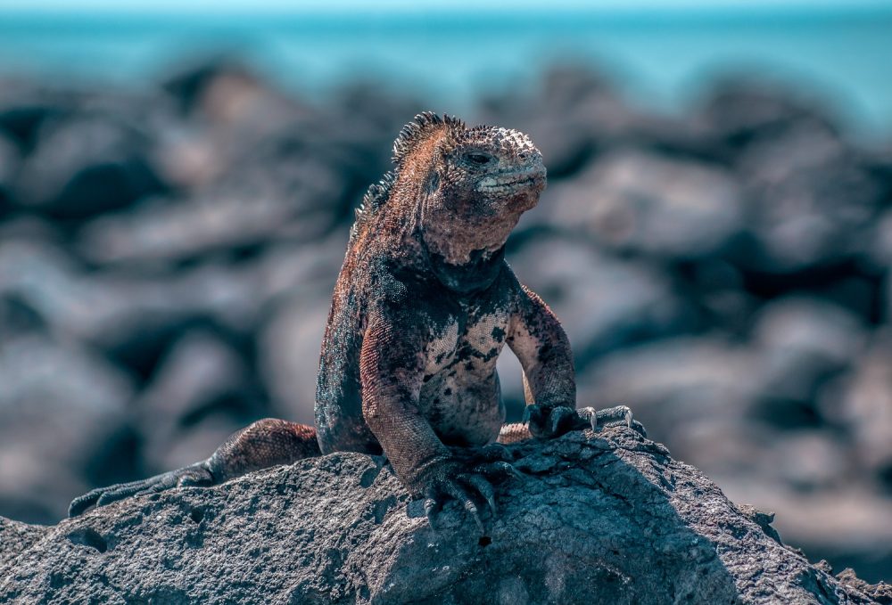 A galapagos marine iguana on a rock