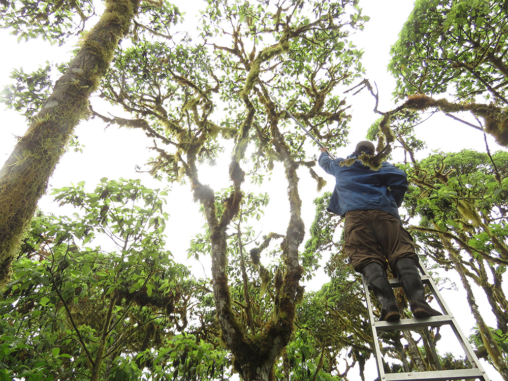 Treating a mangrove finch nest © Agustin Gutierrez/CDF