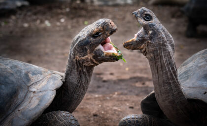 Two fighting tortoises