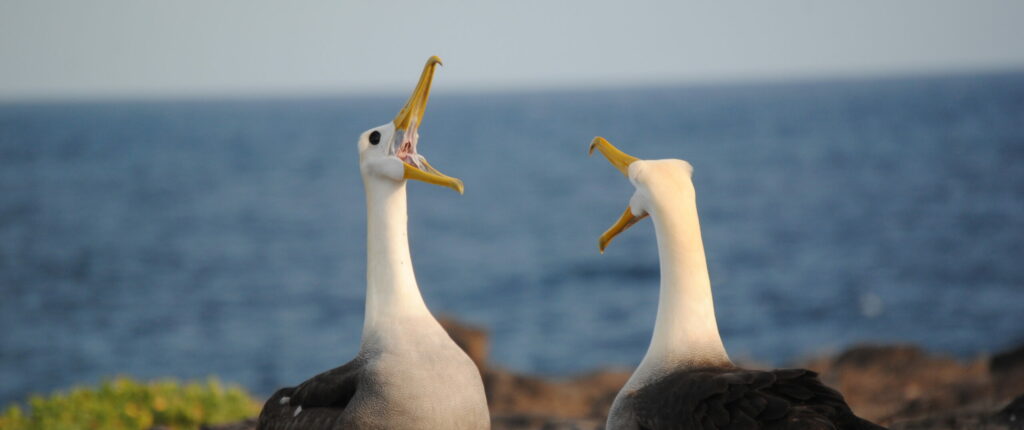 Waved albatrosses in Galapagos