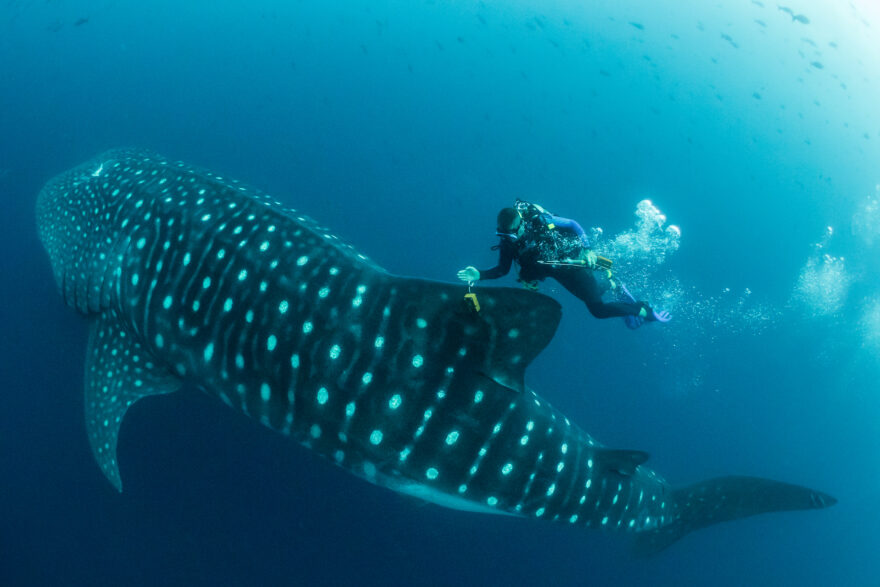 Whale Shark Scientist