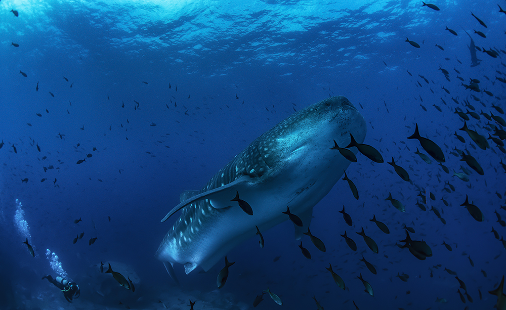 Whale shark swims past Darwin Arch platform - Jonathan Green