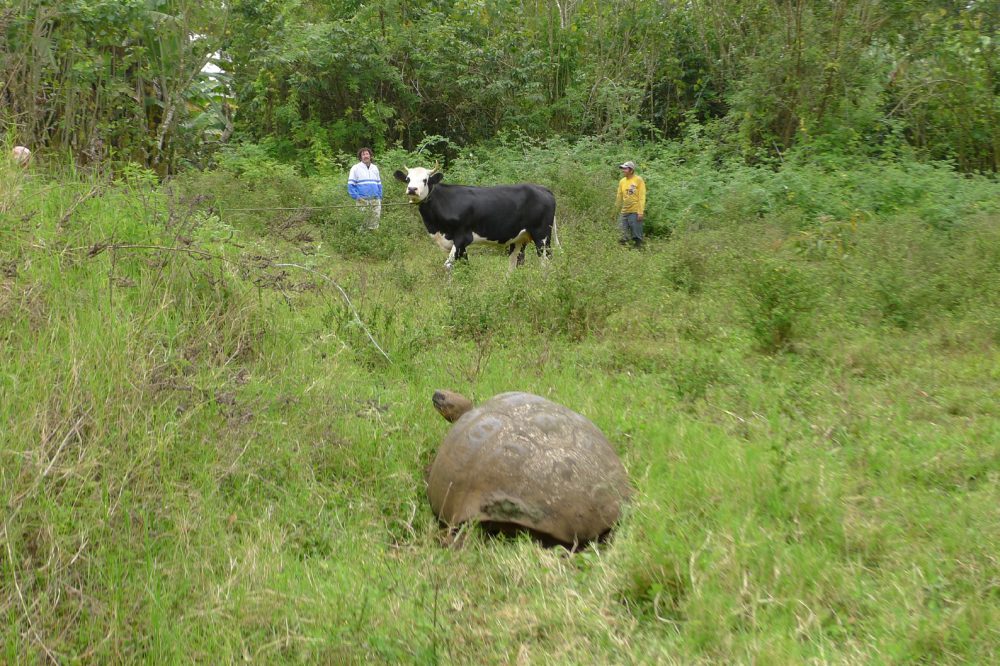 Wildlife, livestock and humans live side by side in Galapagos, showing two people in the background with a cow. There is a Galapagos giant tortoise in the foreground. 