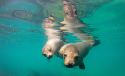 Curious sea lions