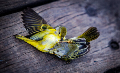 Fight Club (Yellow warbler)