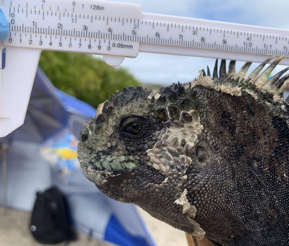 A scientist out of shot is holding a measuirng device onto the head of a marine iguana - they are taking health stats and key measurements of a marine iguana at La Lobería colony, San Cristobal 