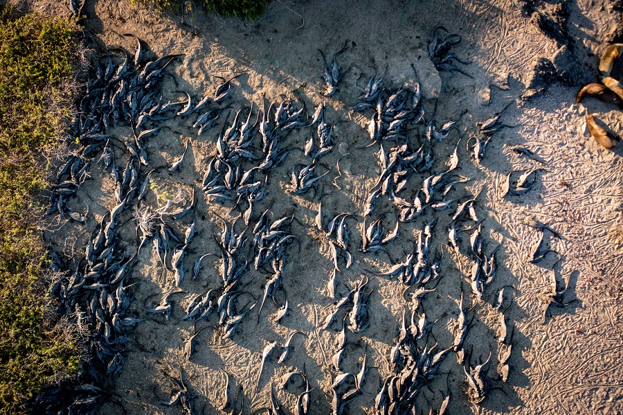 Drone image of lot's of iguanas on a sandy beach © Dr Amy MacLeod