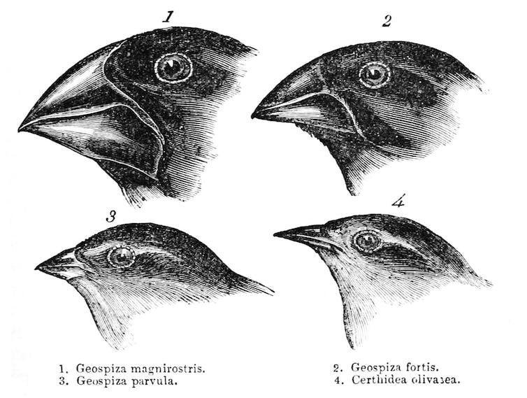 Drawings of finches.