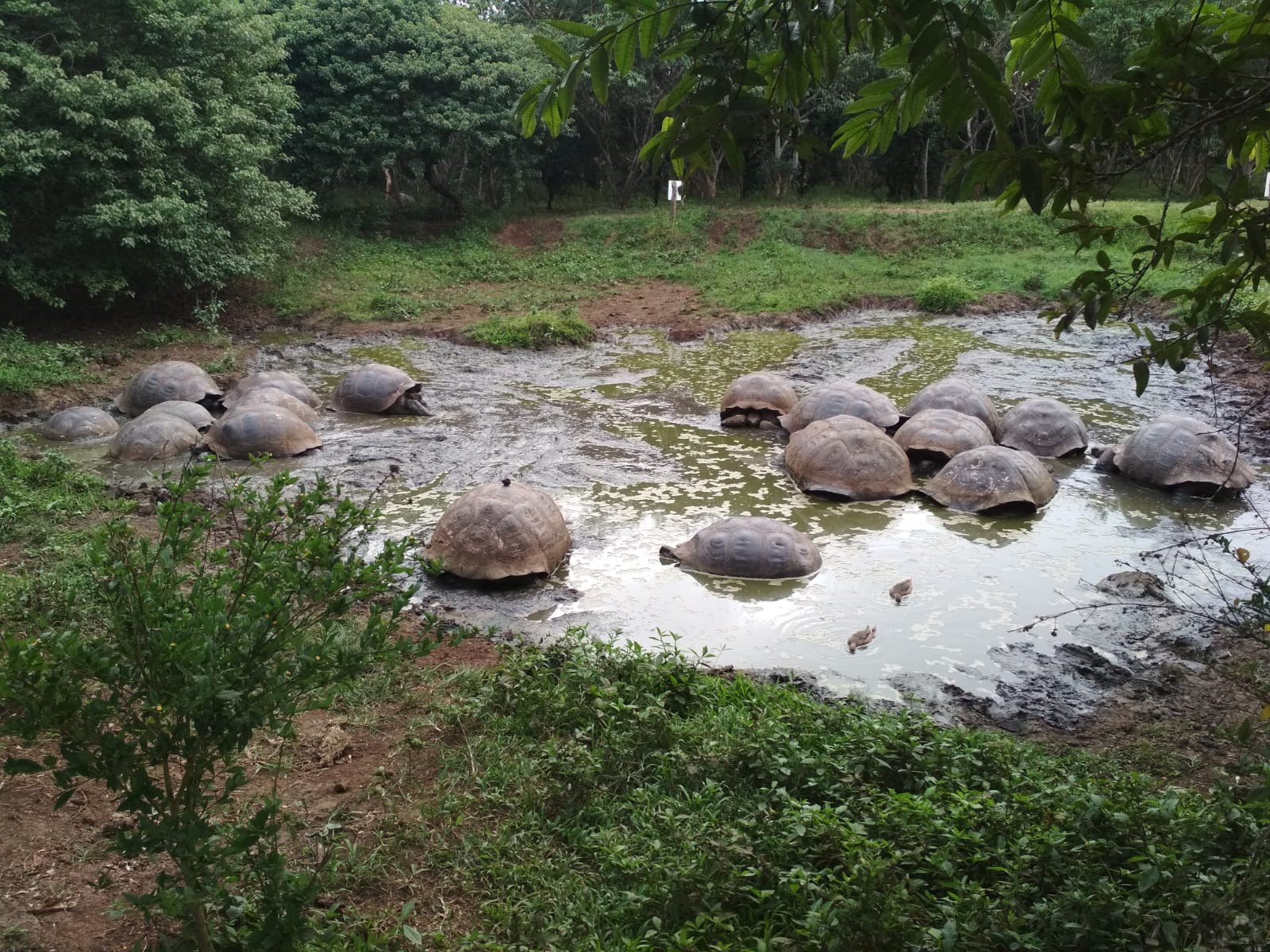 Several giant tortoises (representing tons of terrestrial biomass) and two white-cheeked pintail ducks actively using ponds in ranch’s area destined for touristic activities, in the humid highlands of Santa Cruz Island, Galapagos.