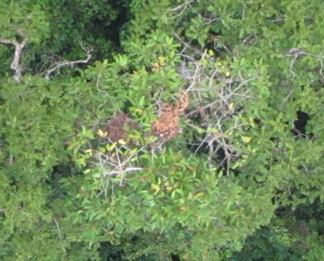 Orangutan nests in Nepal © The Conservation Drone Project