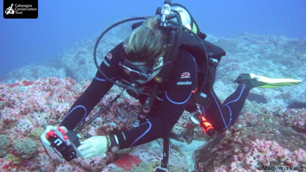 An underwater image of a diver taking a photo of a sample of coral, which could be a non-native species in the marine system. The GCT lgo is in the top left. ©Macarena Parra