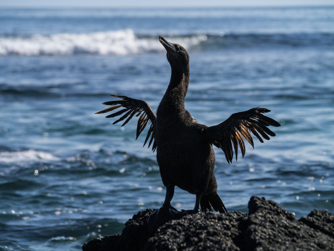 Flightless cormorant drying itself in the sun at Isla Fernandina
