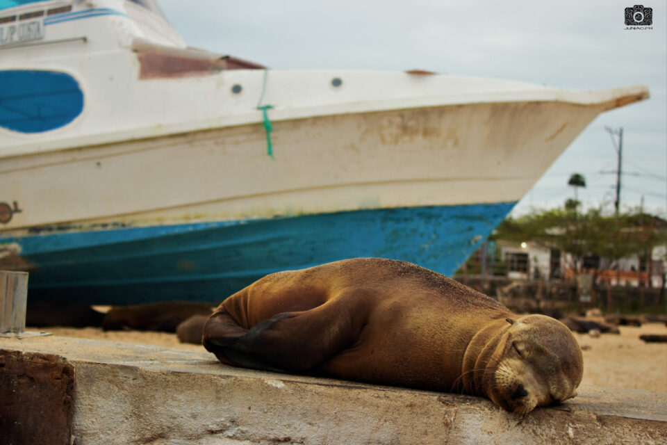 Galapagos sea lion in San Cristobal