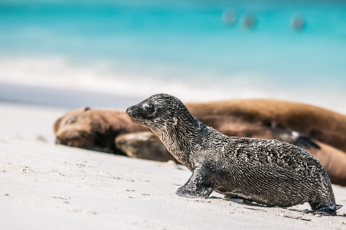Galapagos sea lion pup on Española island