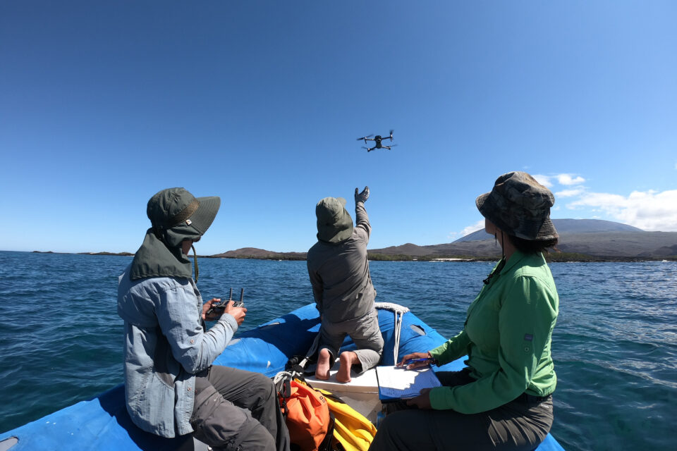 Launching a drone in Galapagos to survey the coastline