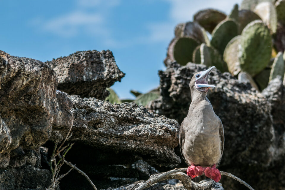 Red-footed booby on Genovesa