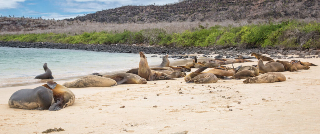 Sea lions on Santa Fe island